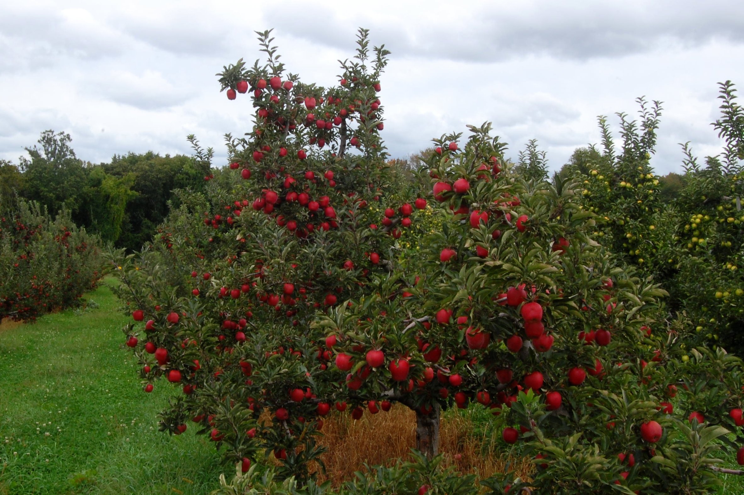 Zaai een bloemenweide onder uw fruitbomen en de natuur zal u belonen.