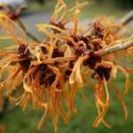 De mooiste winterbloeiers