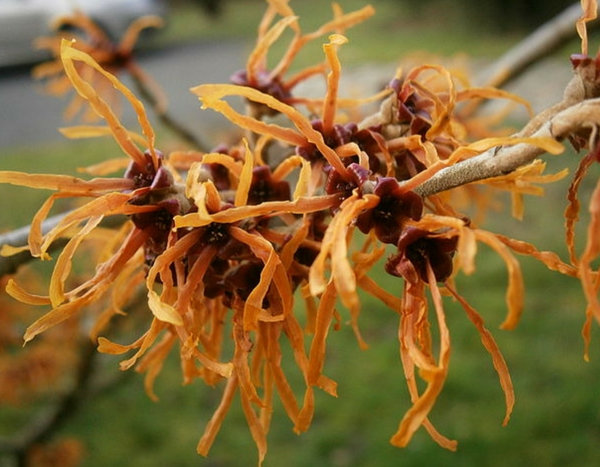 De mooiste winterbloeiers