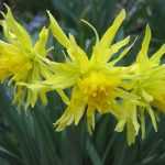 Gele bloemen in de tuin temperen