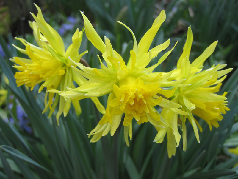 Gele bloemen in de tuin temperen