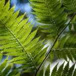 Boomvarens planten