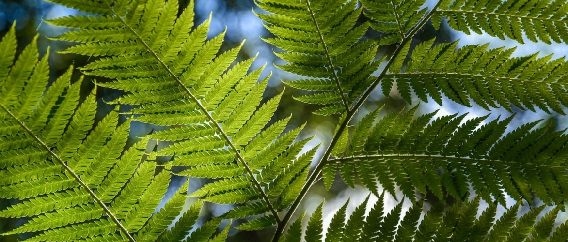 Boomvarens planten