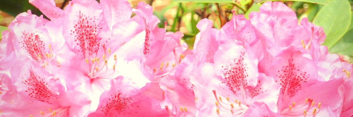 Zuurminnende heesters planten