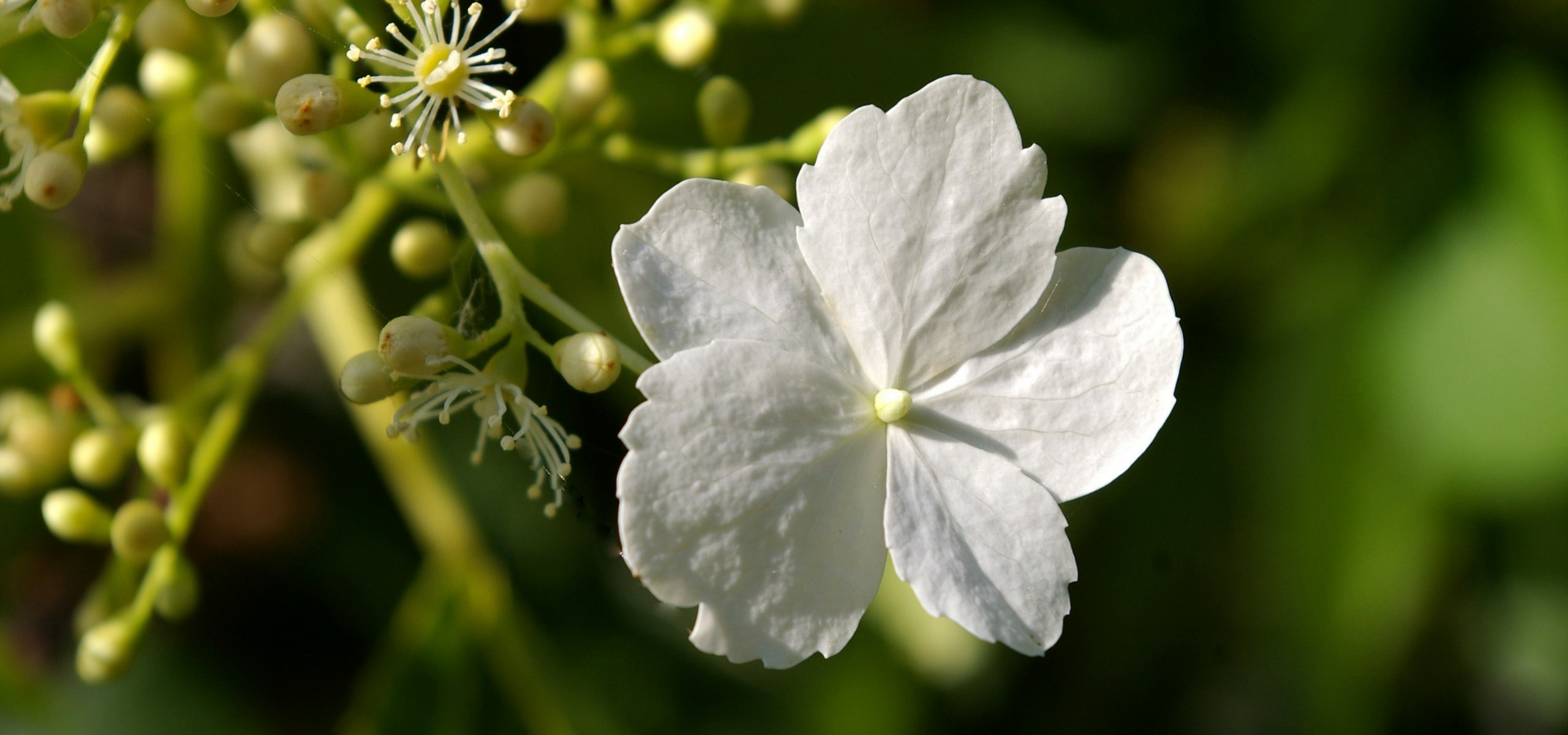 Stekken van de klimhortensia of Hydrangea petiolaris