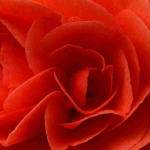 Knolbegonia's laten overwinteren
