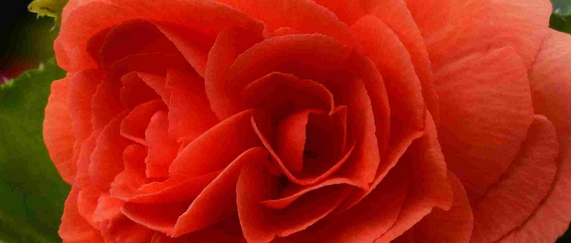 Knolbegonia's laten overwinteren