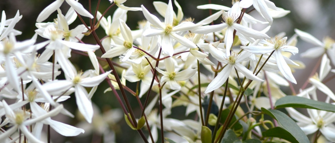 Wintergroene clematissen: kiezen, planten en telen
