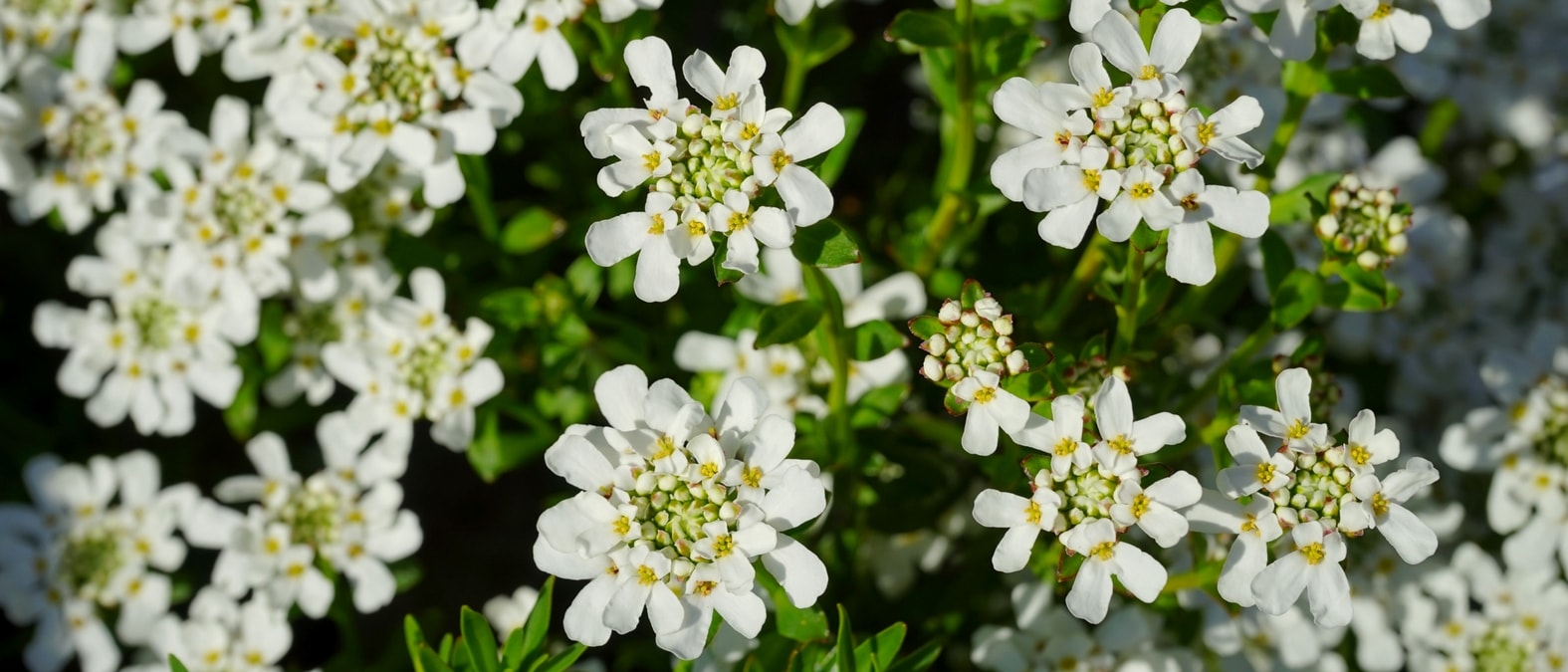 Vaste planten met voorjaarsbloei - scheefbloem