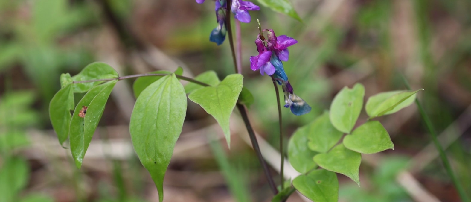 Vaste planten met bloei in het vroege voorjaar - lathyrus, Lathyrus vernus