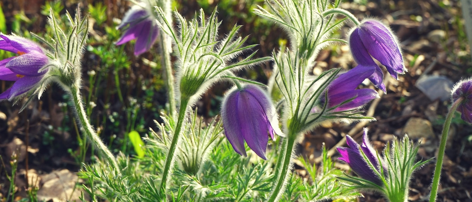 Vaste planten met vroege voorjaarsbloei - wildemanskruid