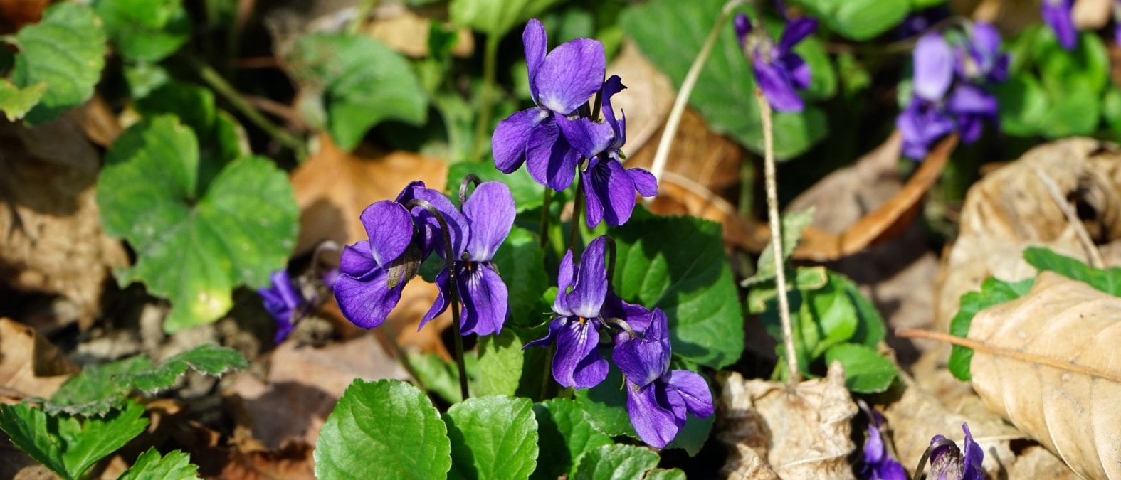 Vaste planten die in het vroege voorjaar bloeien - geurviooltje