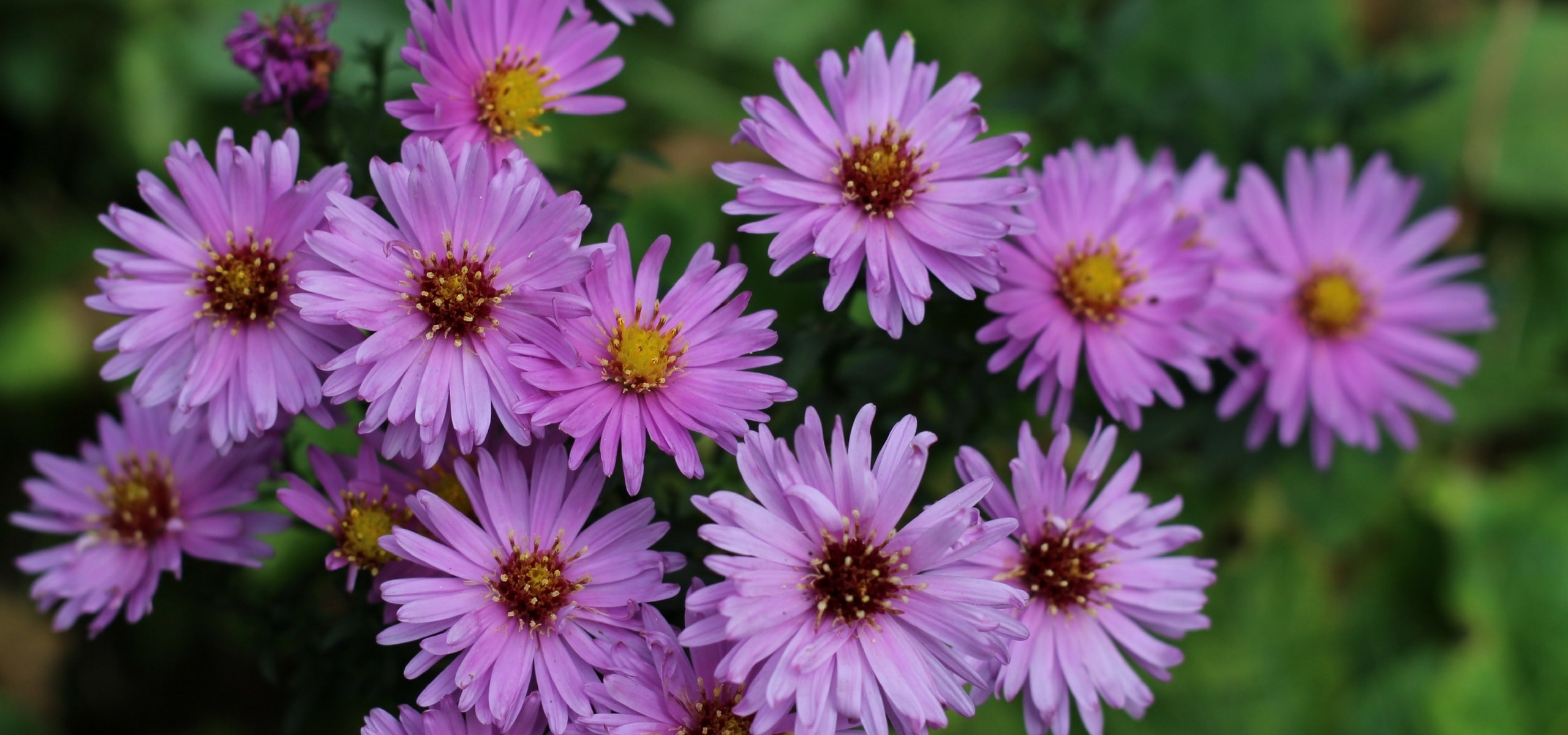 Asters kiezen, planten en verzorgen
