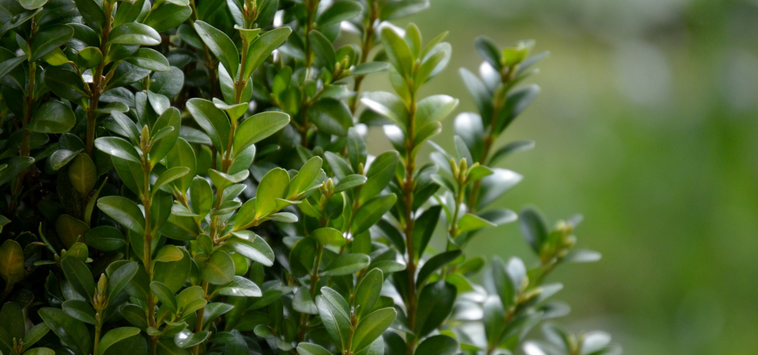 Een buxushaag planten