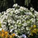 Choisya 'White Dazzler': een echte aanrader!