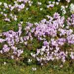 Napolitaanse cyclamen: bloementapijten in het najaar