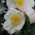 3 tips voor een geslaagde herfstcamelia