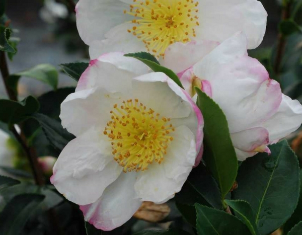 3 tips voor een geslaagde herfstcamelia