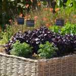 Moestuin: 5 goede redenen om dit jaar te beginnen