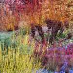 Winter in de tuin: kleine genoegens in januari