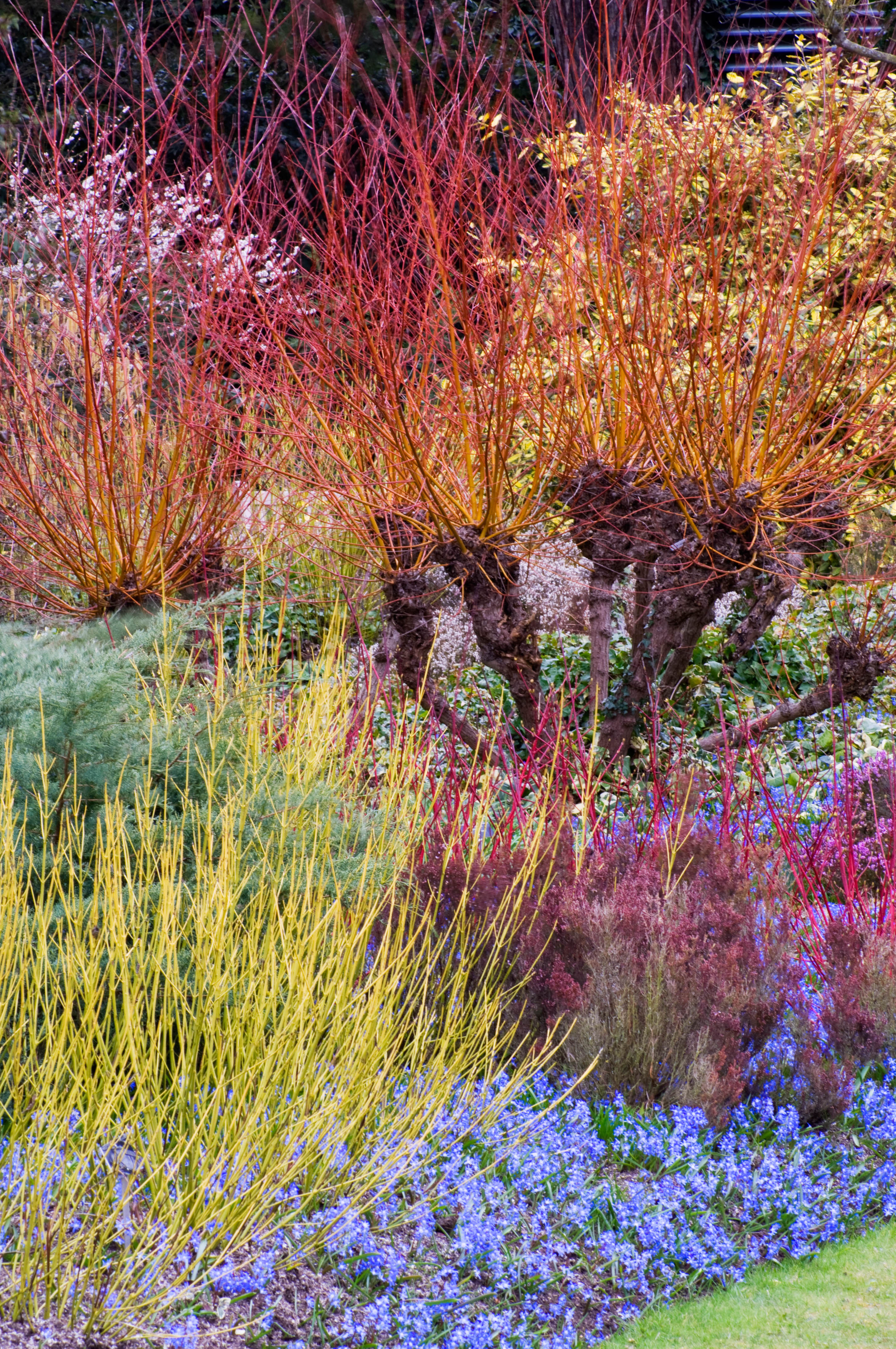 Winter in de tuin: kleine genoegens in januari