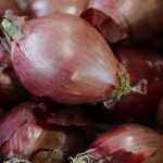 Knoflook, sjalotten en uien planten