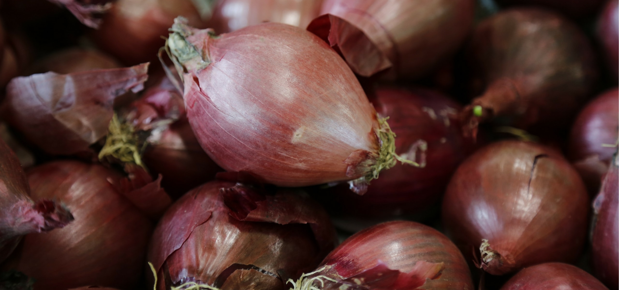 Knoflook, sjalotten en uien planten
