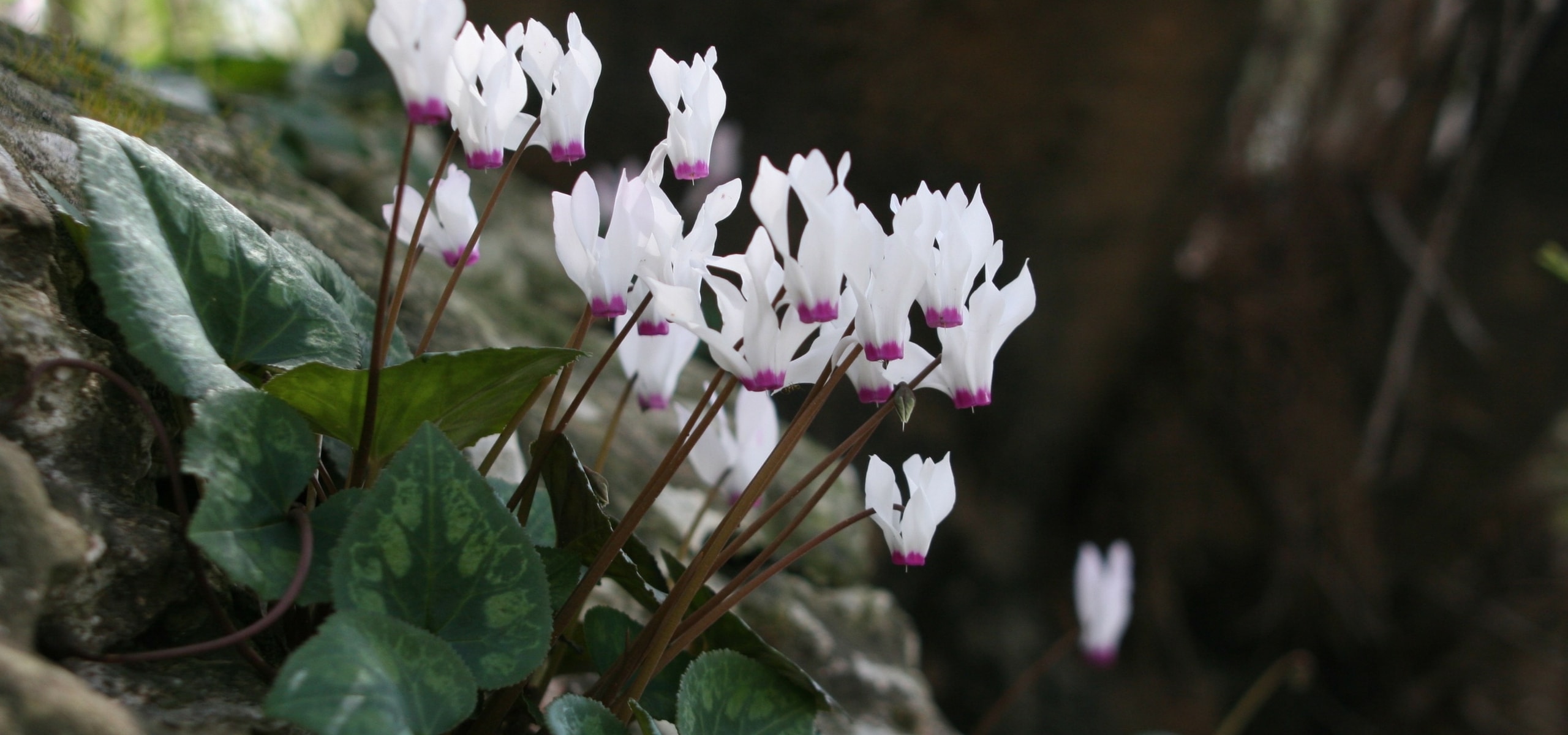 Cyclamen: planten en onderhoud