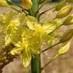 Eremurus planten en verzorgen