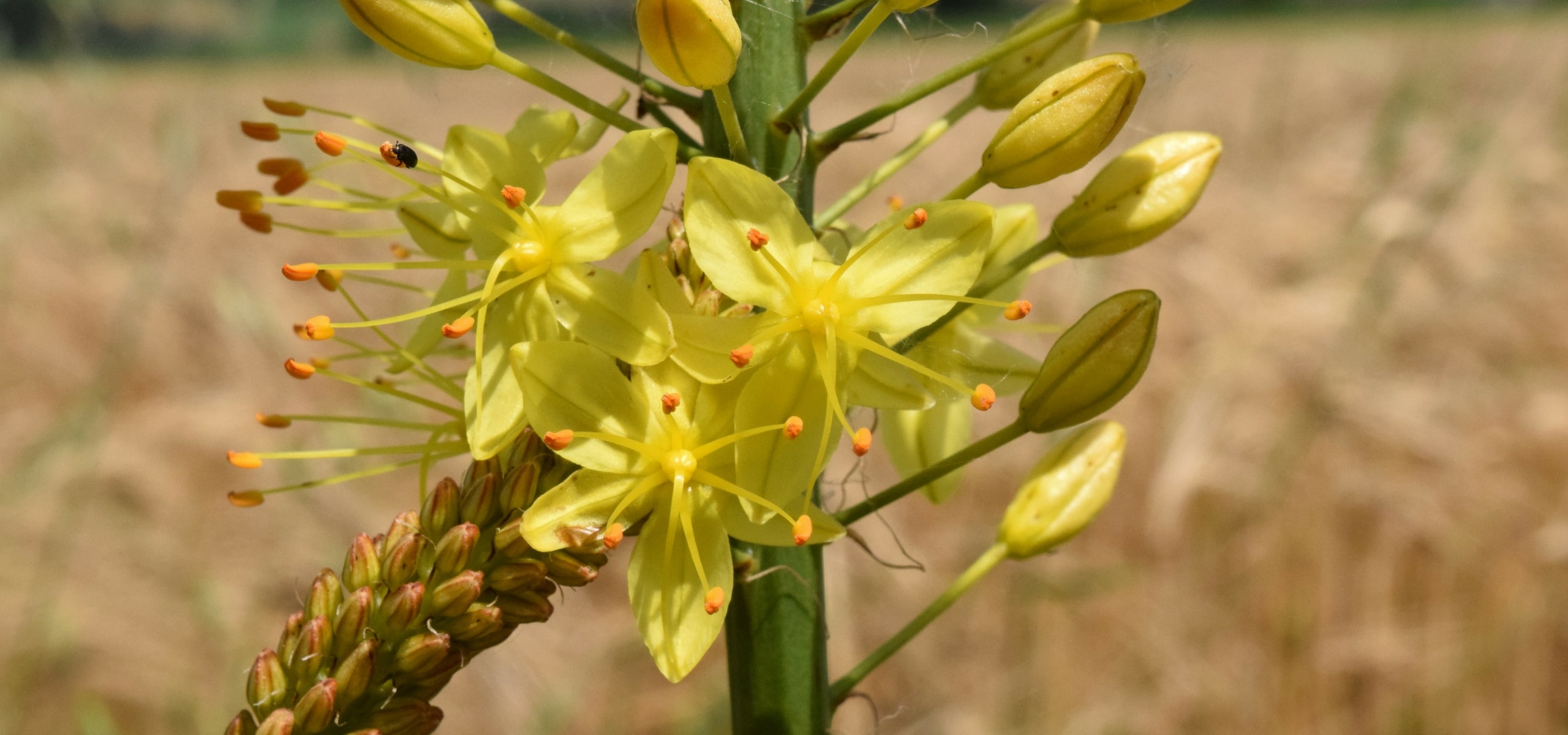Eremurus planten en verzorgen
