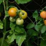 Tomaten in perskluitjes planten