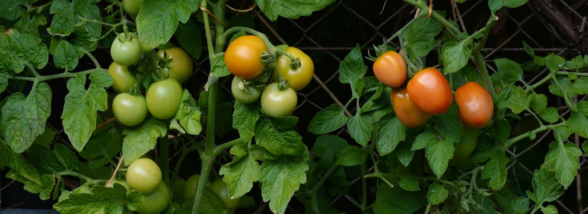 Tomaten in perskluitjes planten