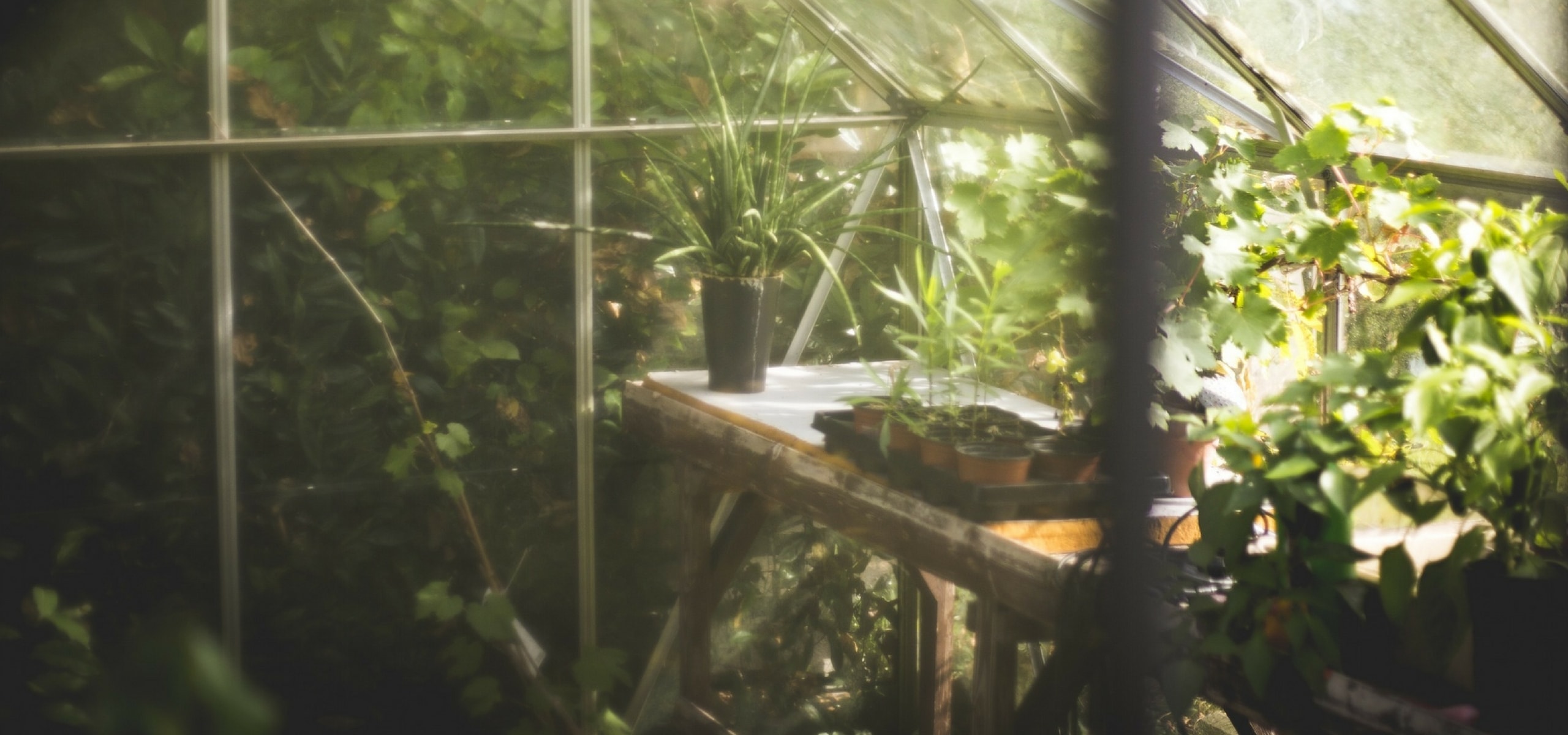 Perskluiten voor de moestuin: zo plant je ze voor een productieve moestuin?