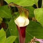 Arisaema planten