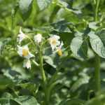 Aardappelen planten