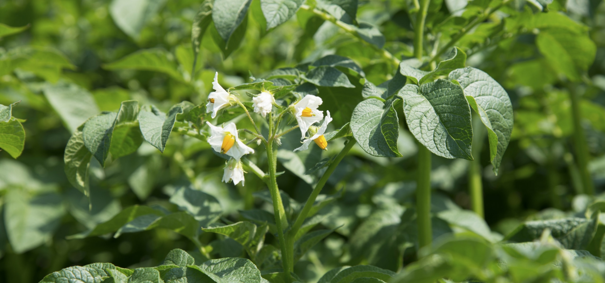 Aardappelen planten