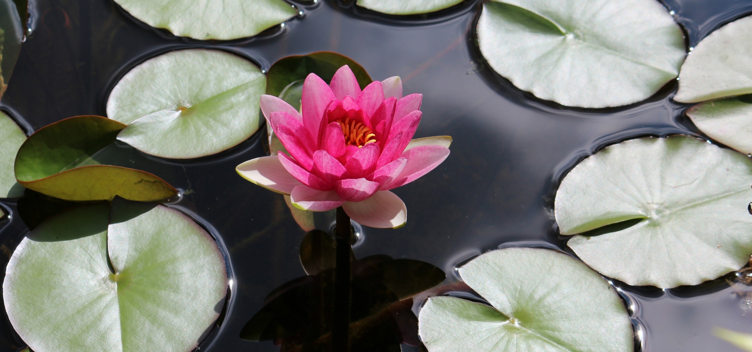 Waterlelies planten