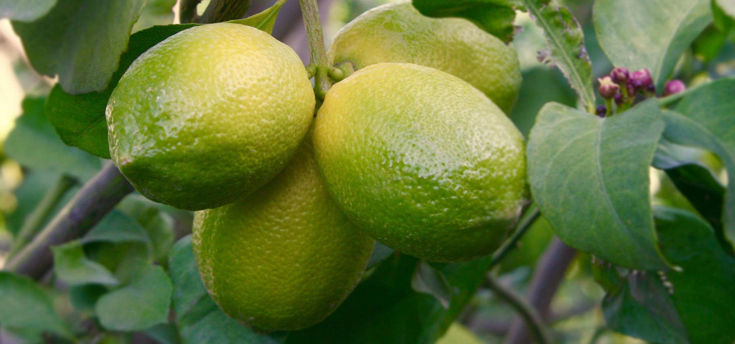 Citrusbomen planten