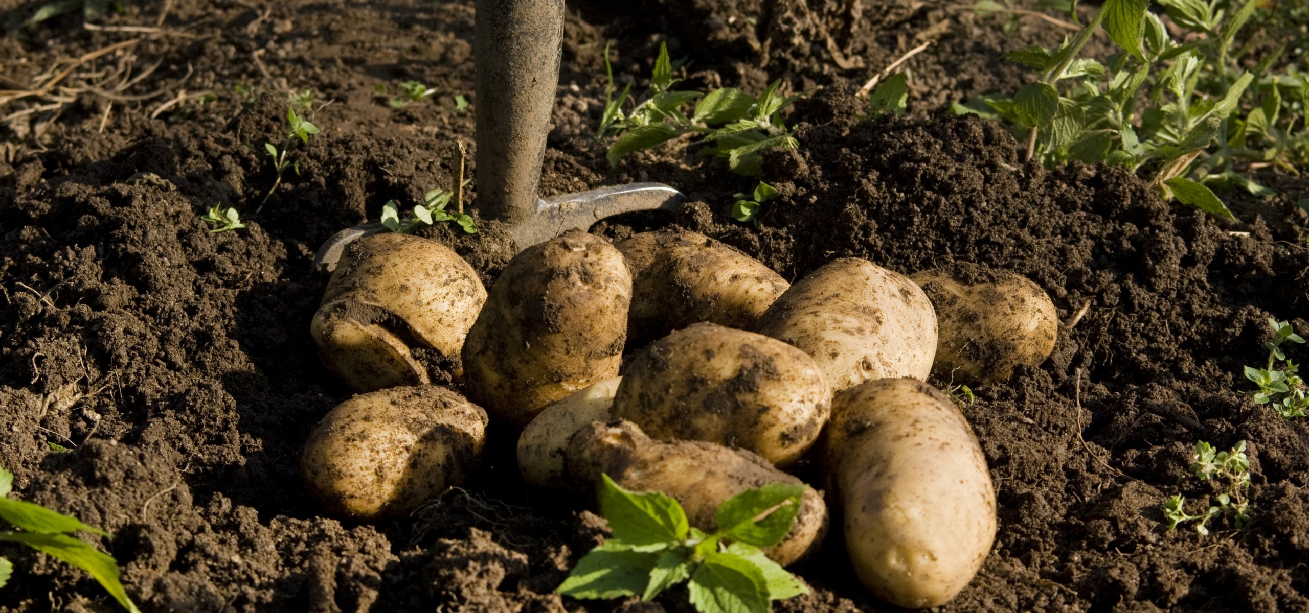 Teelt, oogst en bewaren van aardappelen