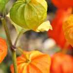 Physalis kweken