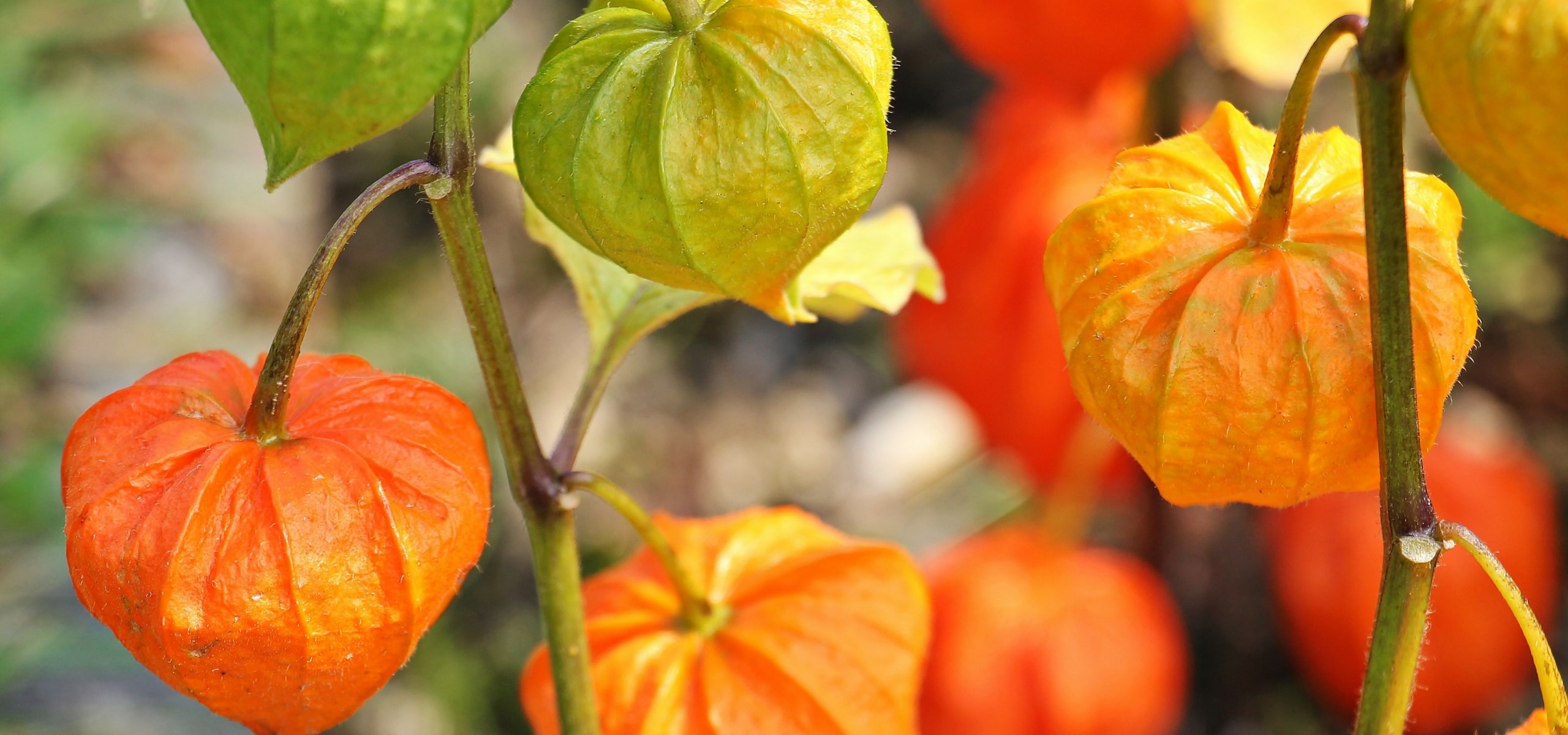 Physalis kweken