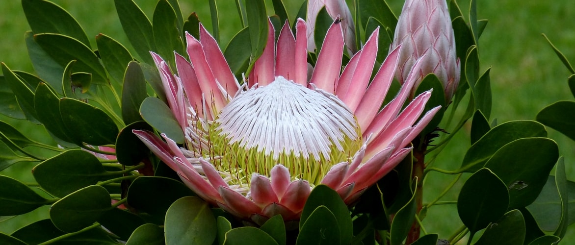 Australische planten planten en telen