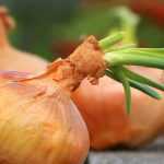 Oogsten en bewaren van knoflook, ui en sjalot