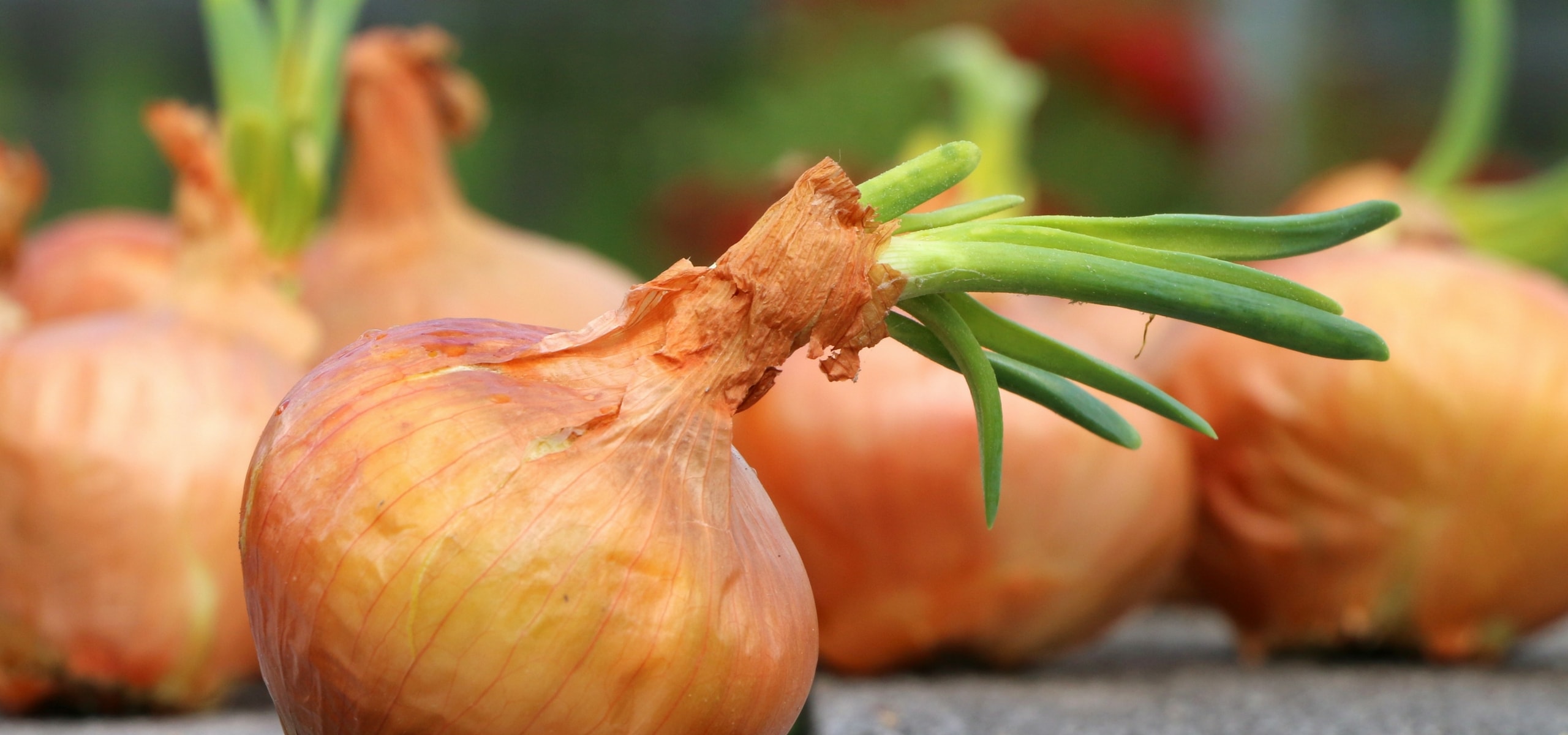 Knoflook, ui en sjalot oogsten en bewaren