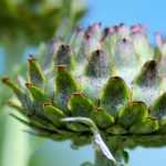 Artisjok: planten, zaaien, kweken en verzorgen