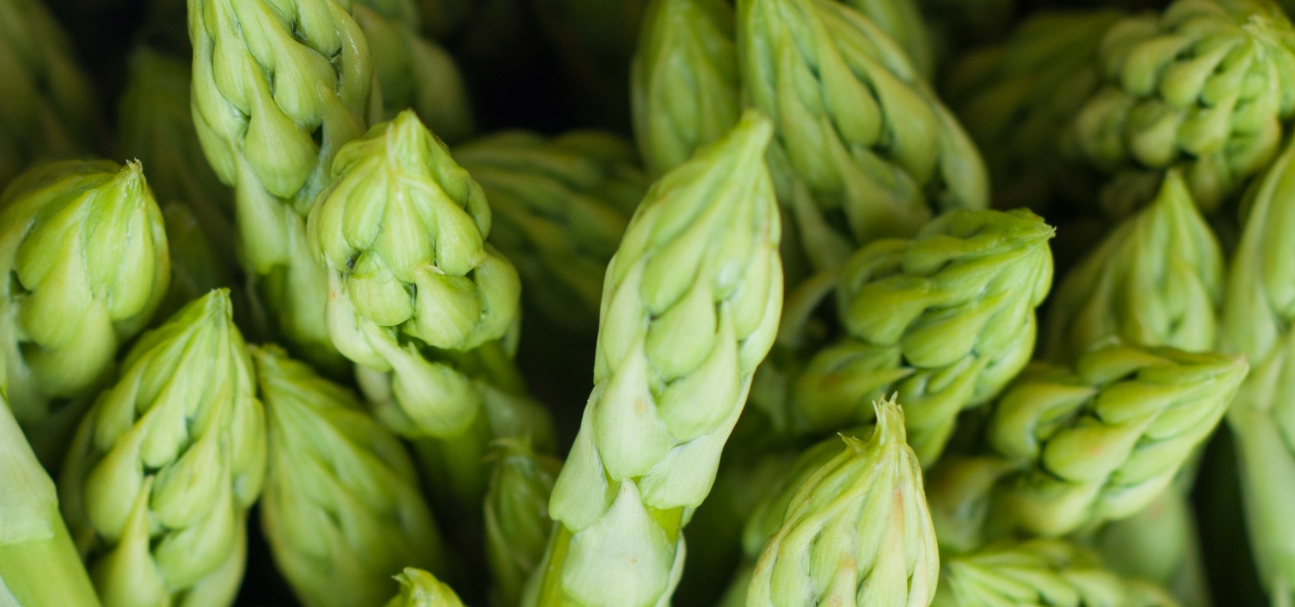 Asperges planten