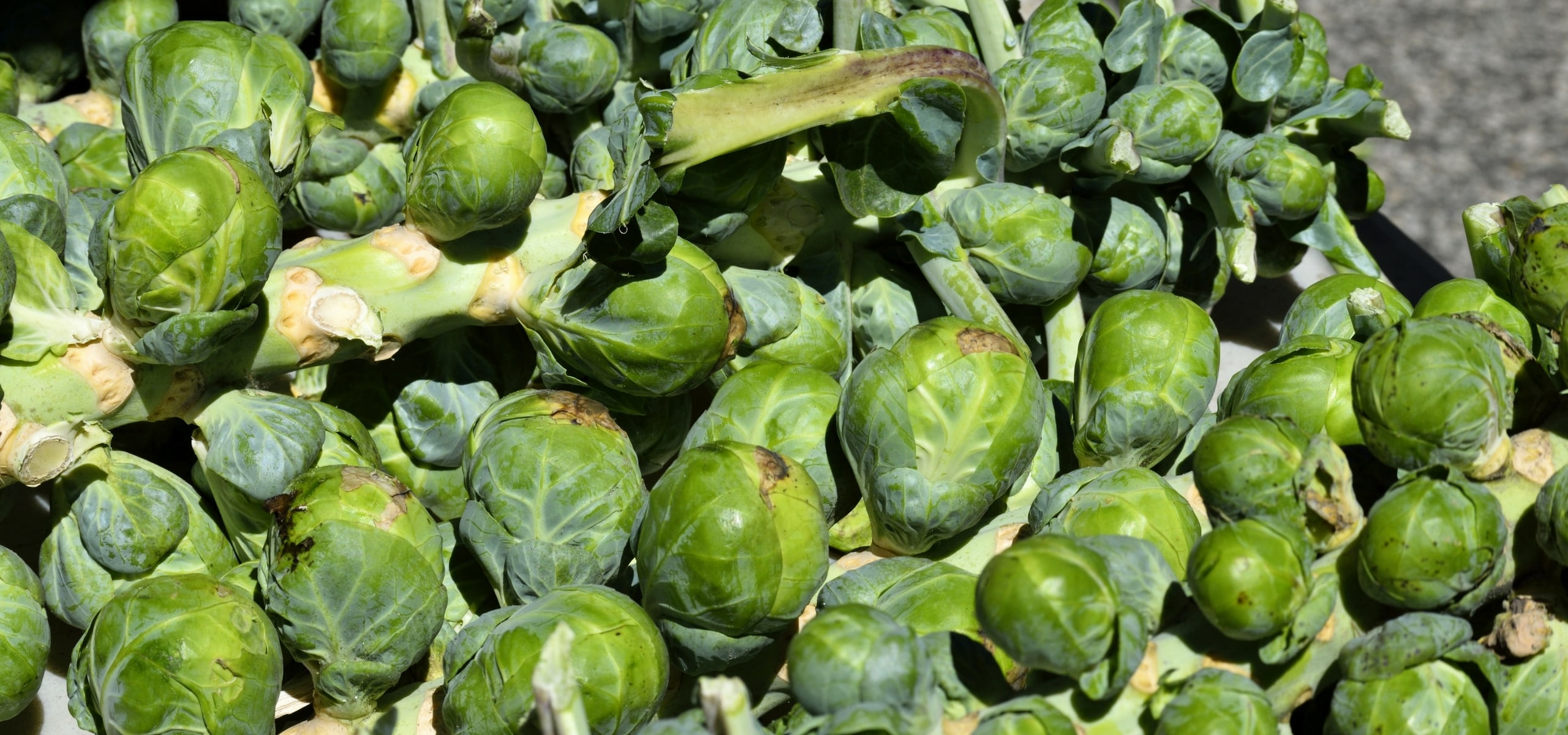 Chou de Bruxelles succesvol telen