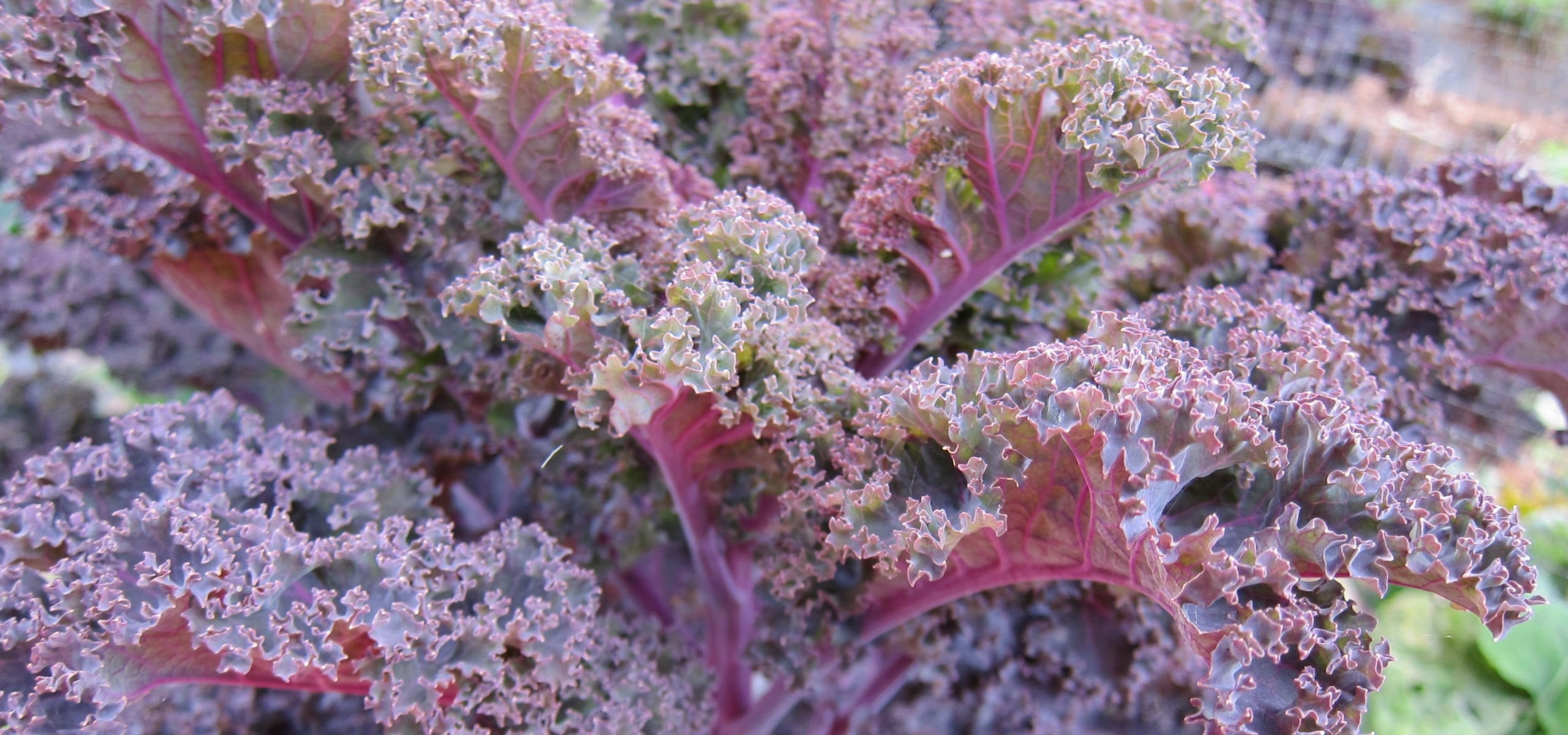Kale en boerenkool kweken in de moestuin