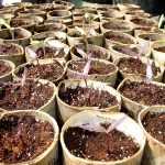 Vroeg zaaien in de moestuin: we gaan van start!