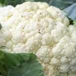 Teelt van bloemkool en broccoli succesvol aanpakken